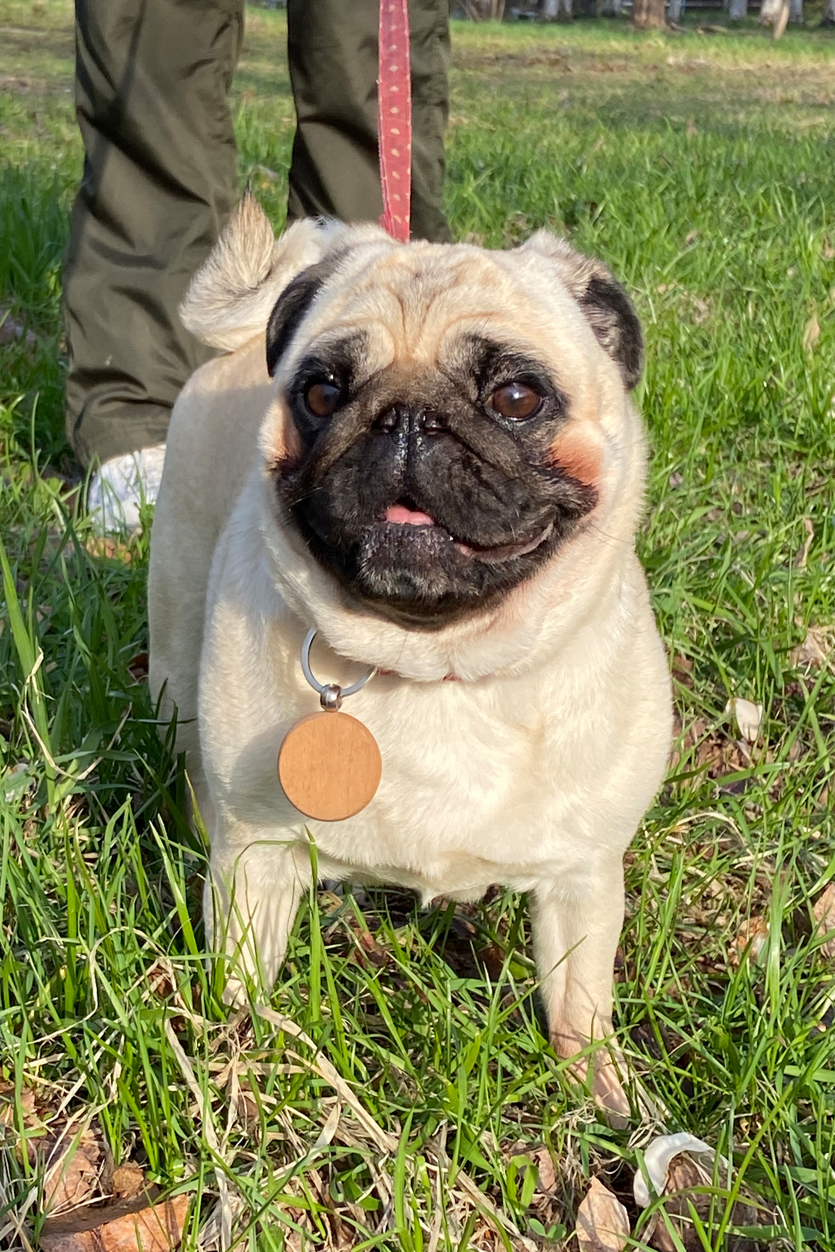 ニコル（ニコたん）